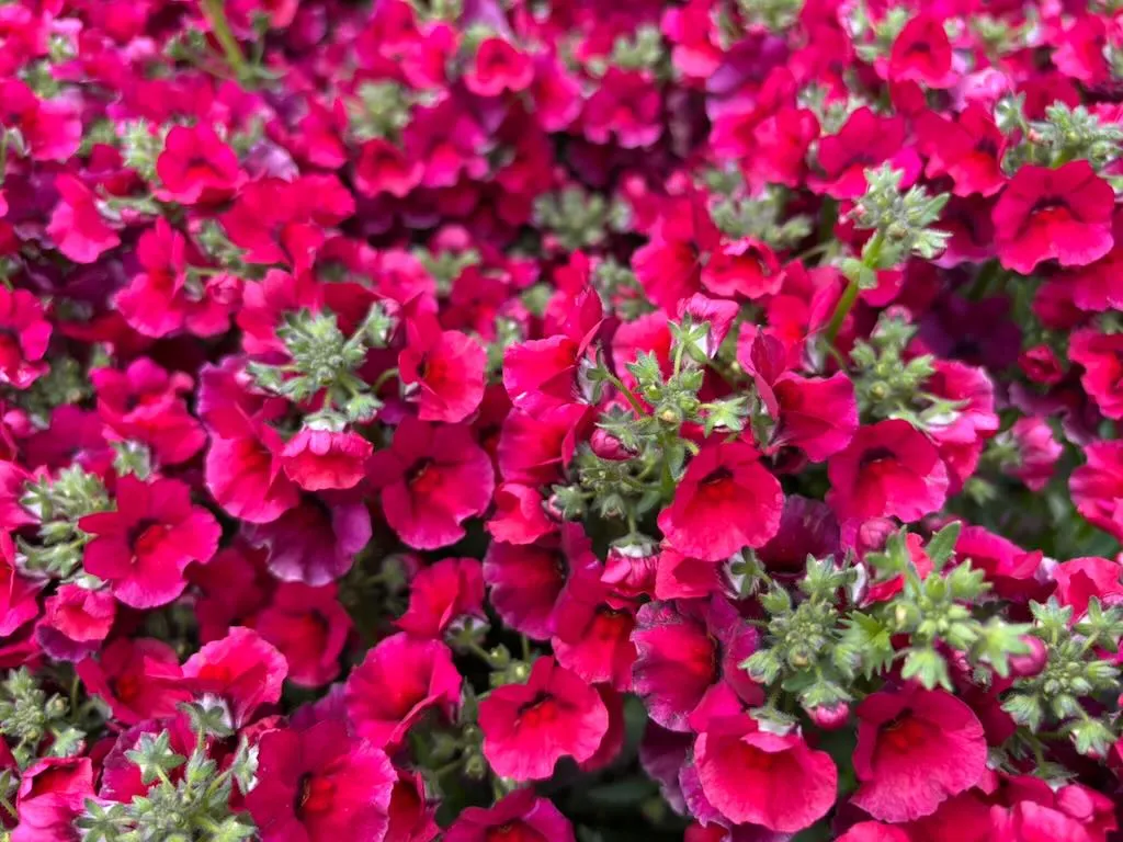 Nemesia Nesia™ Burgundy-1_result - Online Flower Garden Nemesia ‘Nesia™ Burgundy’
