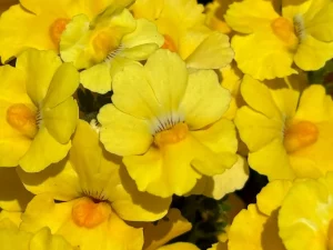 Nemesia 'Sunsatia® Lemon'