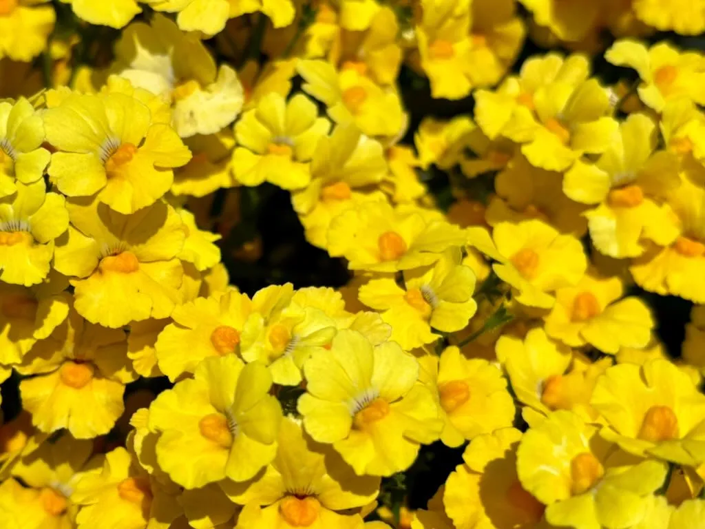 Nemesia'Sunsatia® Lemon'
