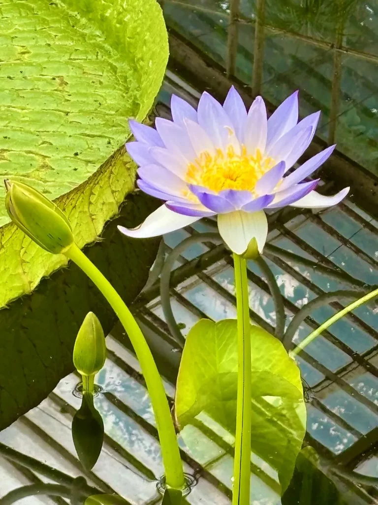 Nymphaea violacea 'Palmer River'