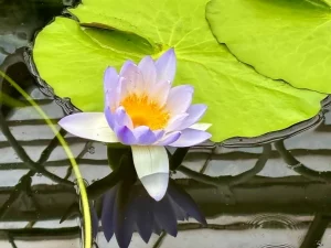 Nymphaea violacea 'Palmer River'