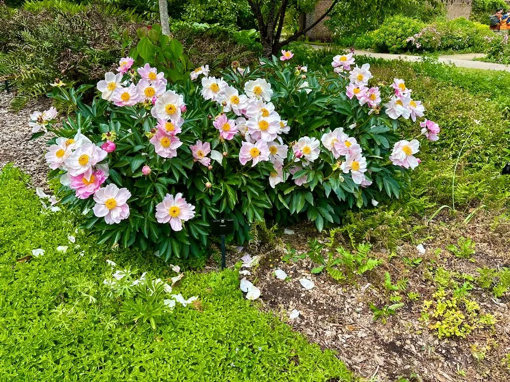 Paeonia lactiflora Duchess of Portland-1_result - Online Flower Garden Paeonia lactiflora'Duchess of Portland'