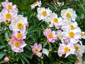 Paeonia lactiflora 'Duchess of Portland'