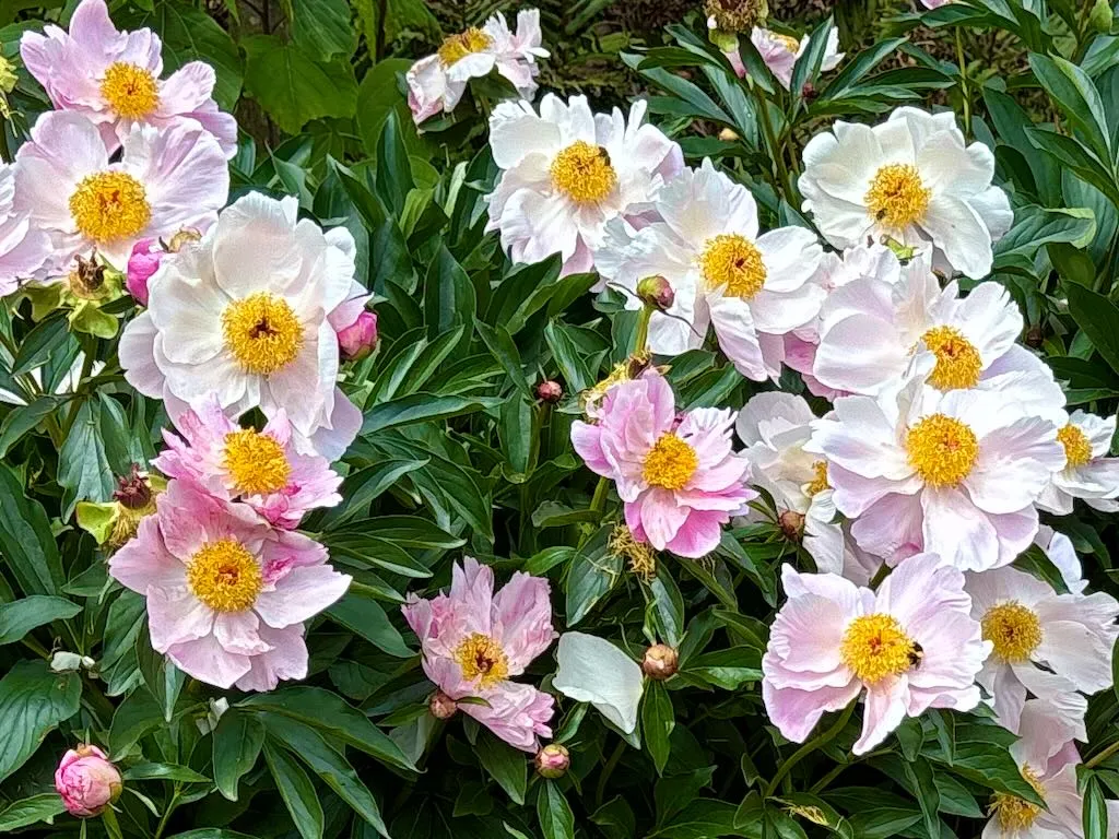 Paeonia lactiflora Duchess of Portland_result - Online Flower Garden Paeonia lactiflora 'Duchess of Portland'