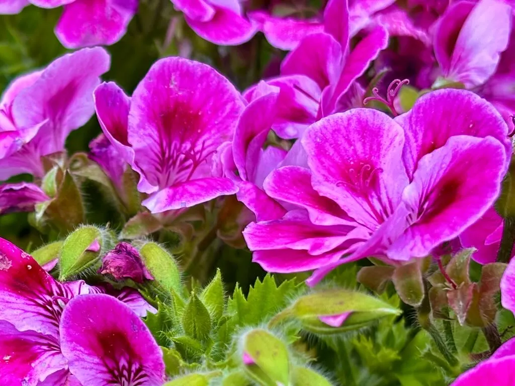 Pelargonium Pinkerbell-1_result - Online Flower Garden Pelargonium ‘Pinkerbell®’