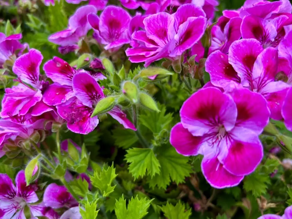 Pelargonium Pinkerbell_result - Online Flower Garden Pelargonium ‘Pinkerbell®’