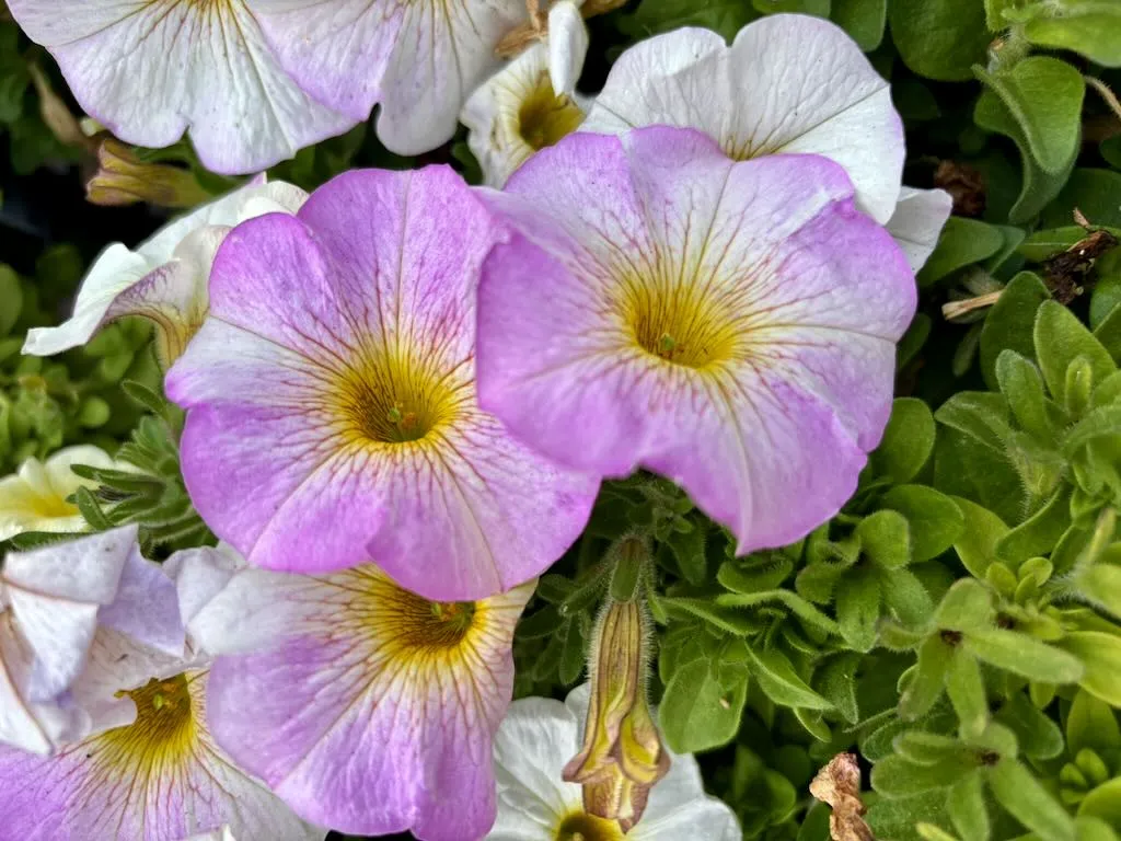 Petchoa SuperCal® Premium 'Pearl White'