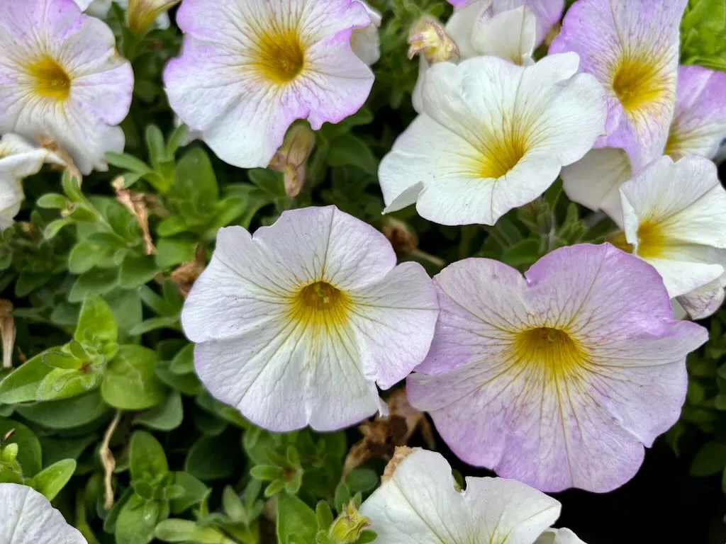 Petchoa SuperCal® Premium'Pearl White'
