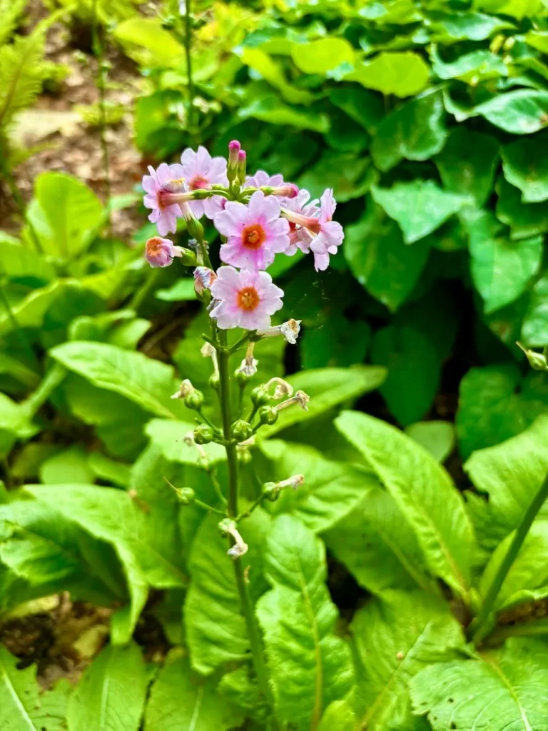 Primula denticulata-1_result - Online Flower Garden Primula denticulata