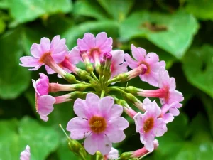Primula denticulata