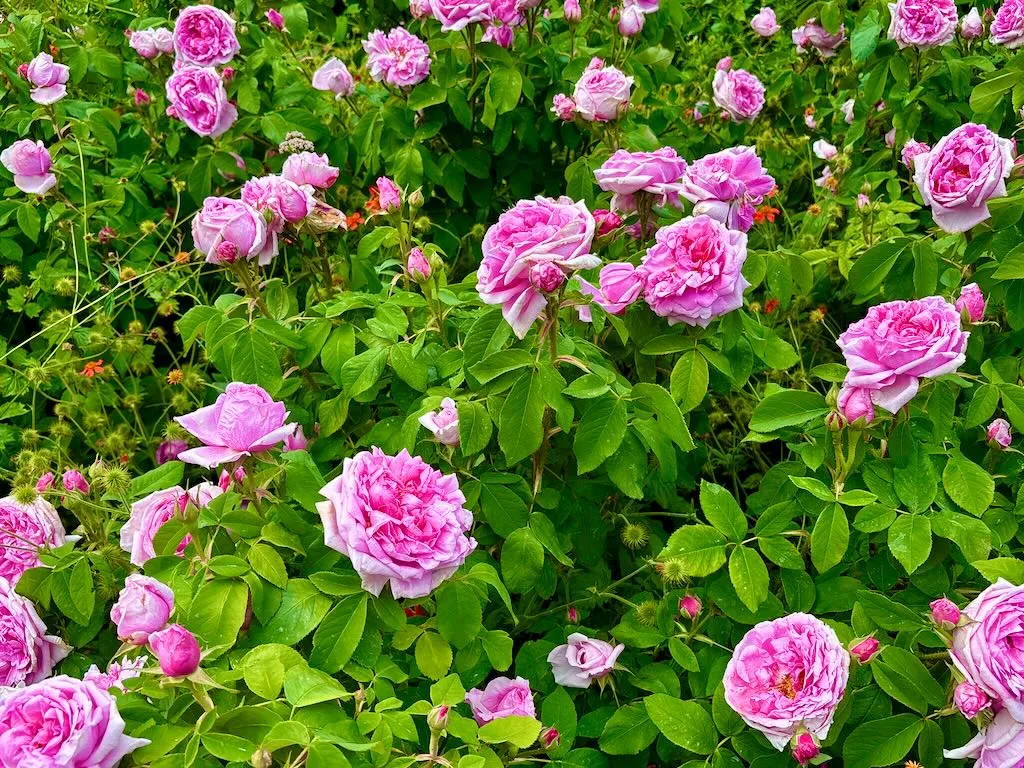 Rosa Comte de Chambord-1_result - Online Flower Garden Rosa ‘Comte de Chambord’