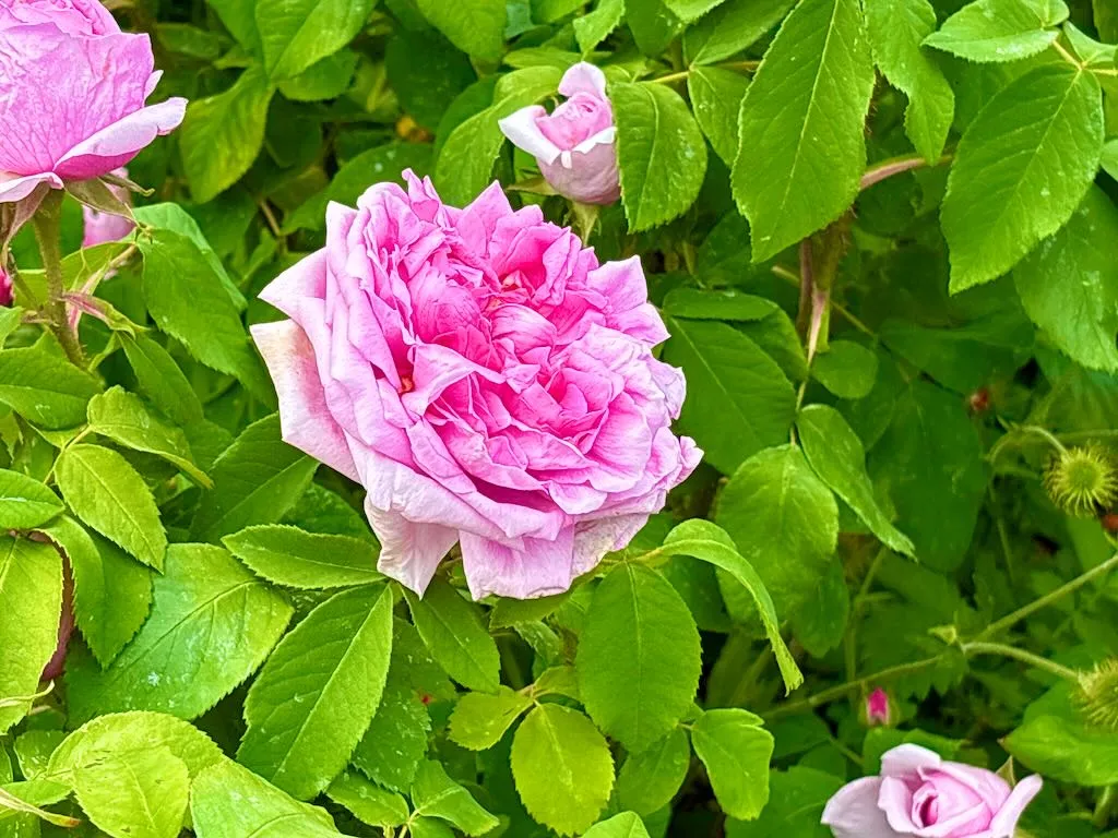 Rosa Comte de Chambord_result - Online Flower Garden Rosa ‘Comte de Chambord’