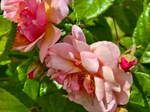 Rosa ‘Cornelia’