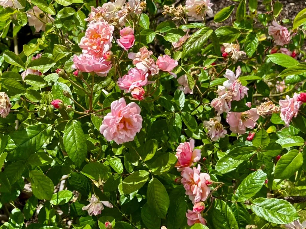Rosa ‘Cornelia’
