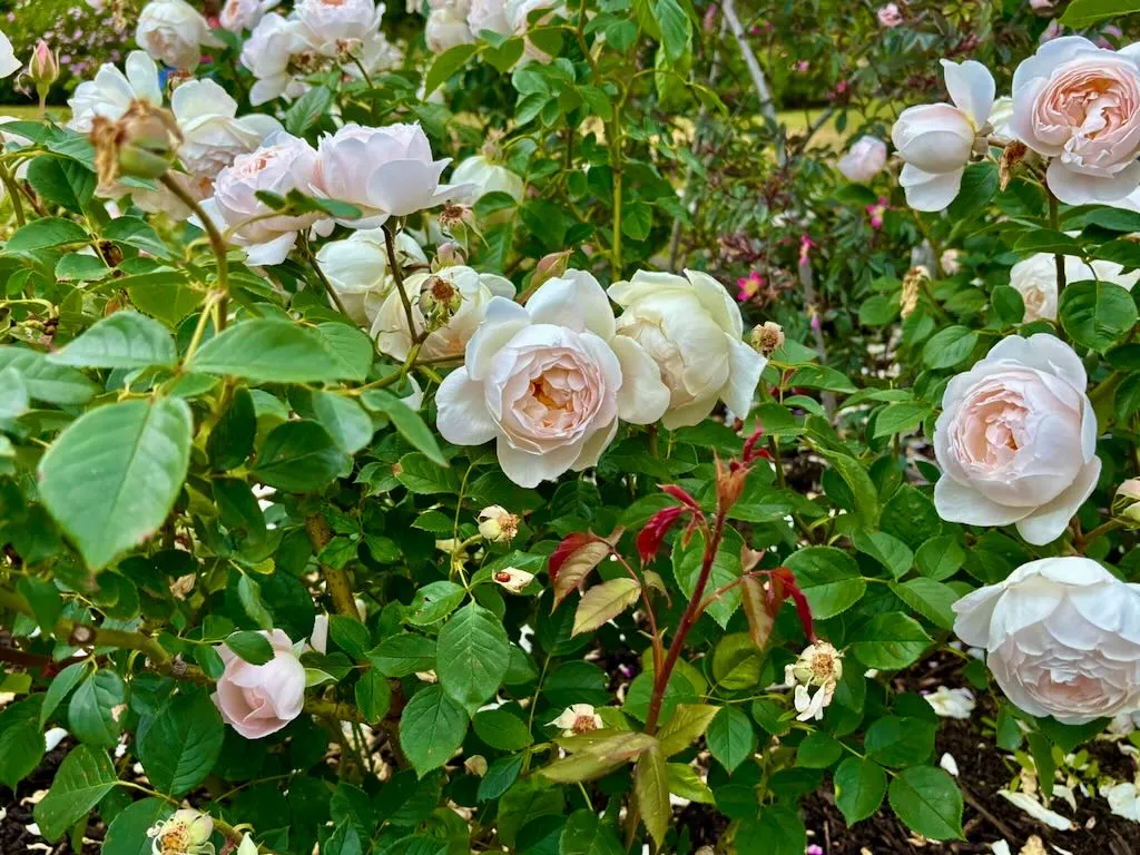 Rosa Desdemona-1_result - Online Flower Garden Rosa 'Desdemona®'