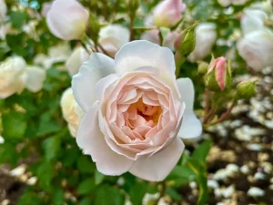 Rosa 'Desdemona®'