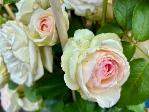 Rosa 'Eden Climber®'