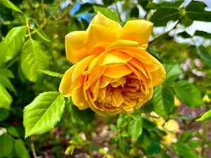 Rosa ‘Golden Celebration®’