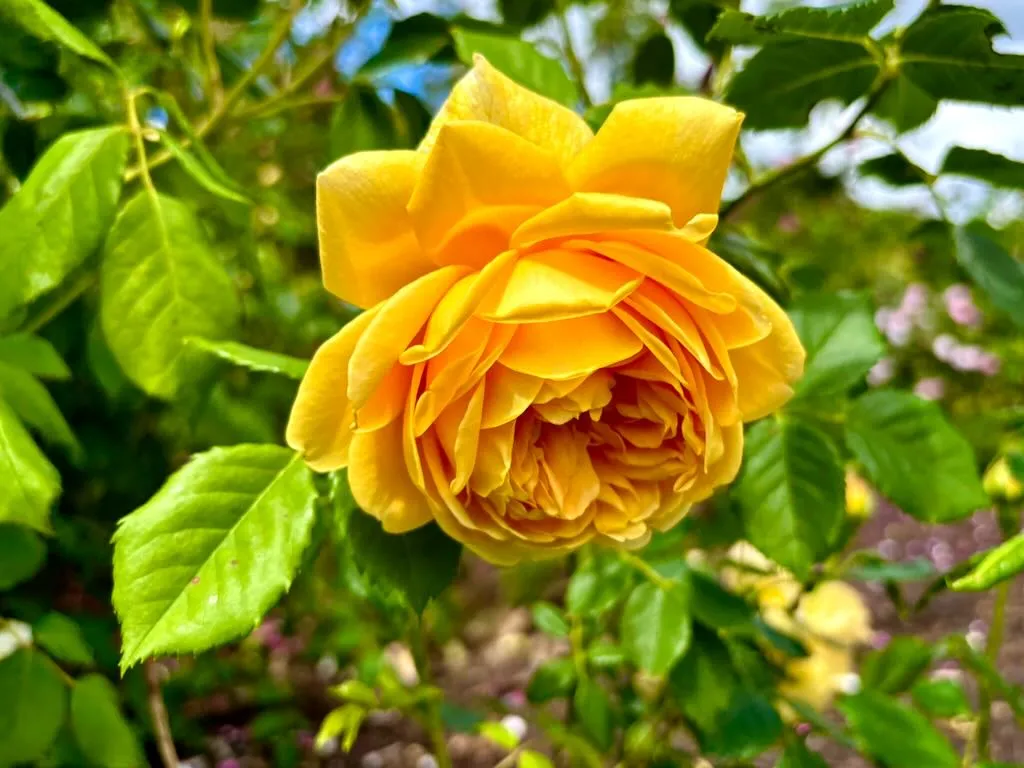 Rosa Golden Celebration-1_result - Online Flower Garden Rosa ‘Golden Celebration®’