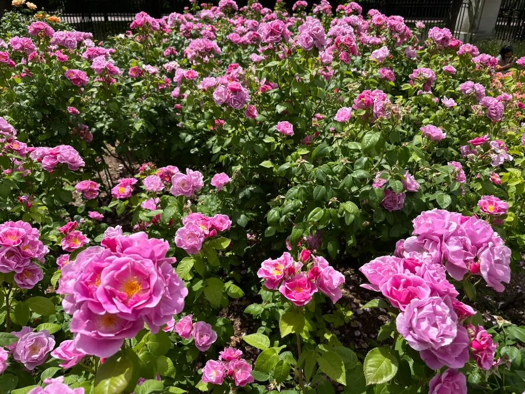 Rosa ‘Lucky’