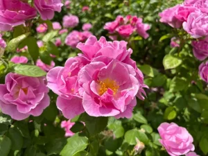 Rosa ‘Lucky’