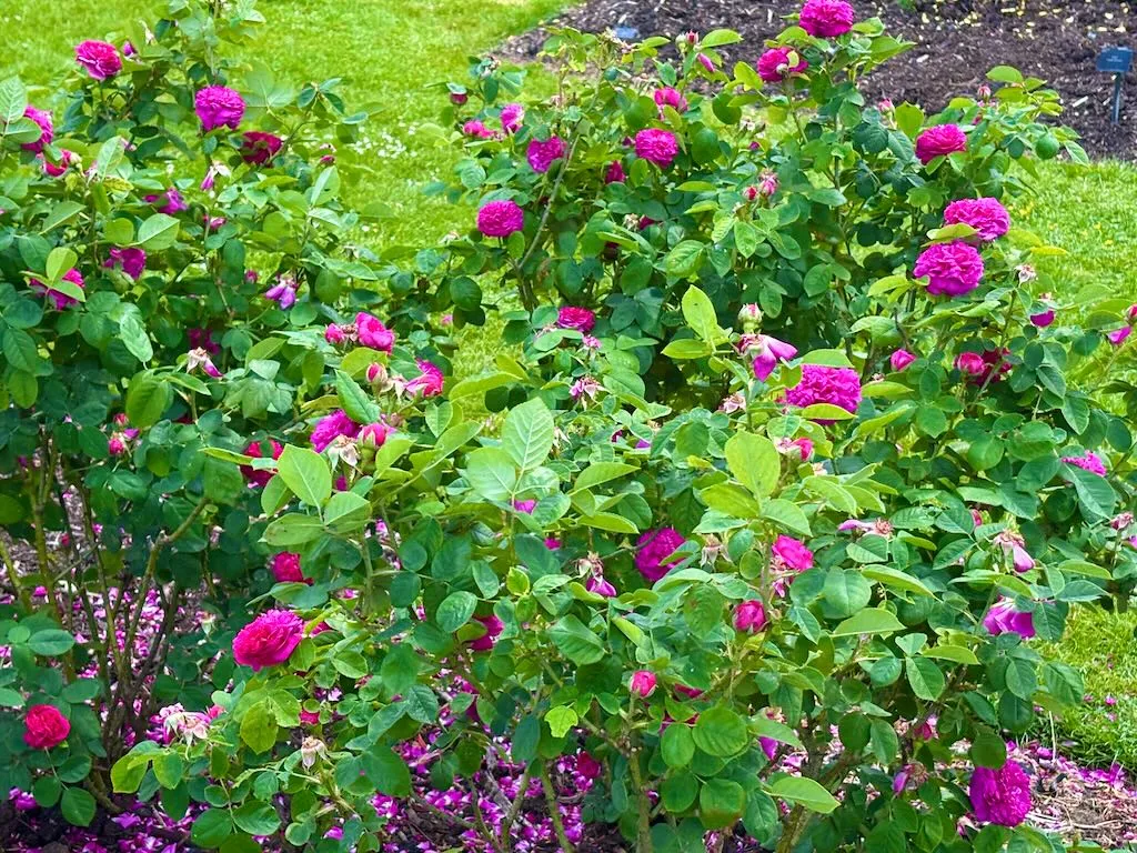 Rosa Rose de Rescht-1_result - Online Flower Garden Rosa 'Rose de Rescht'