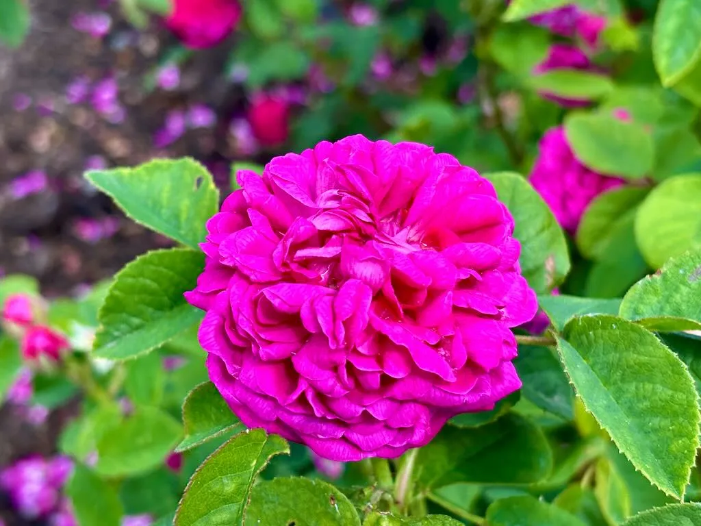 Rosa Rose de Rescht_result - Online Flower Garden Rosa 'Rose de Rescht'