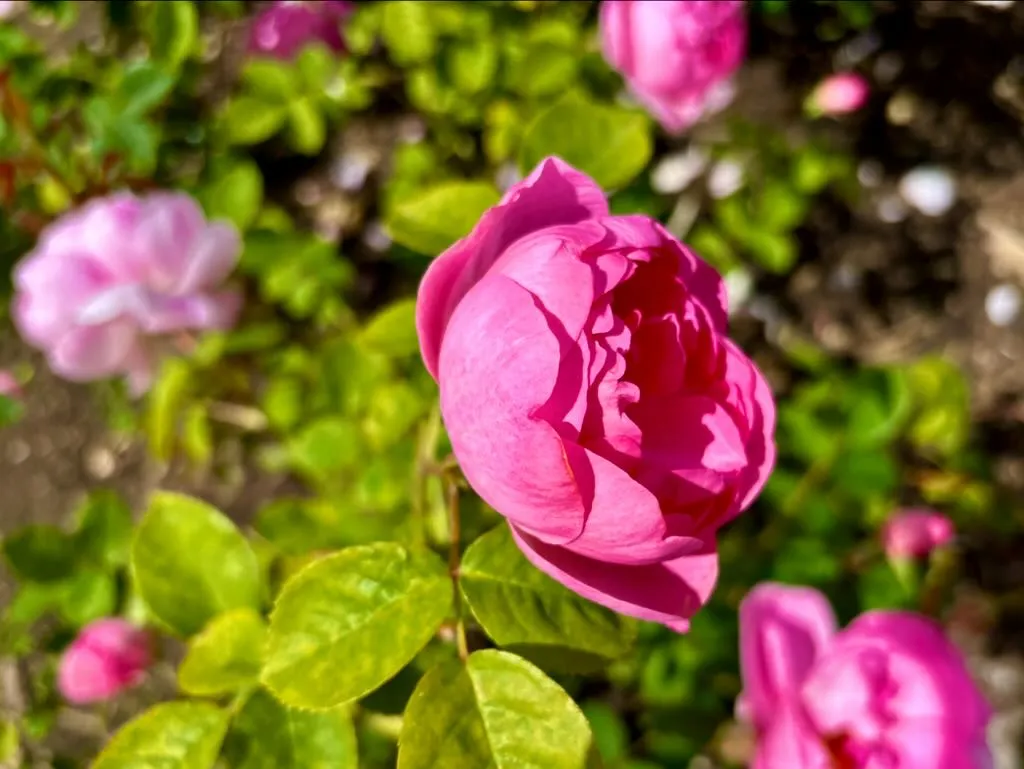 Rosa ‘Skylark’