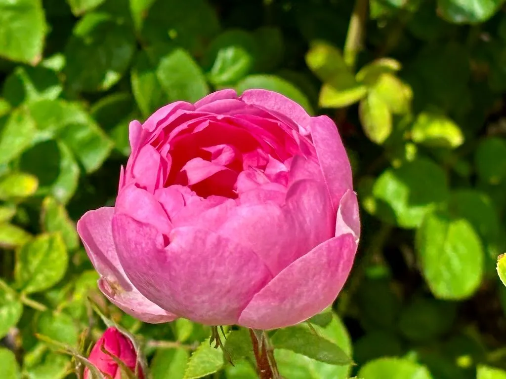 Rosa ‘Skylark’