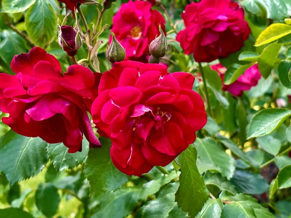 Rosa 'Wilhelm'
