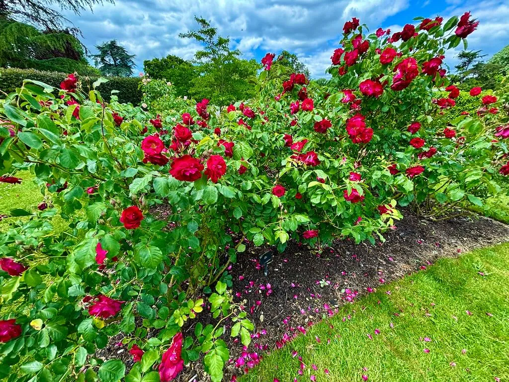 Rosa'Wilhelm'