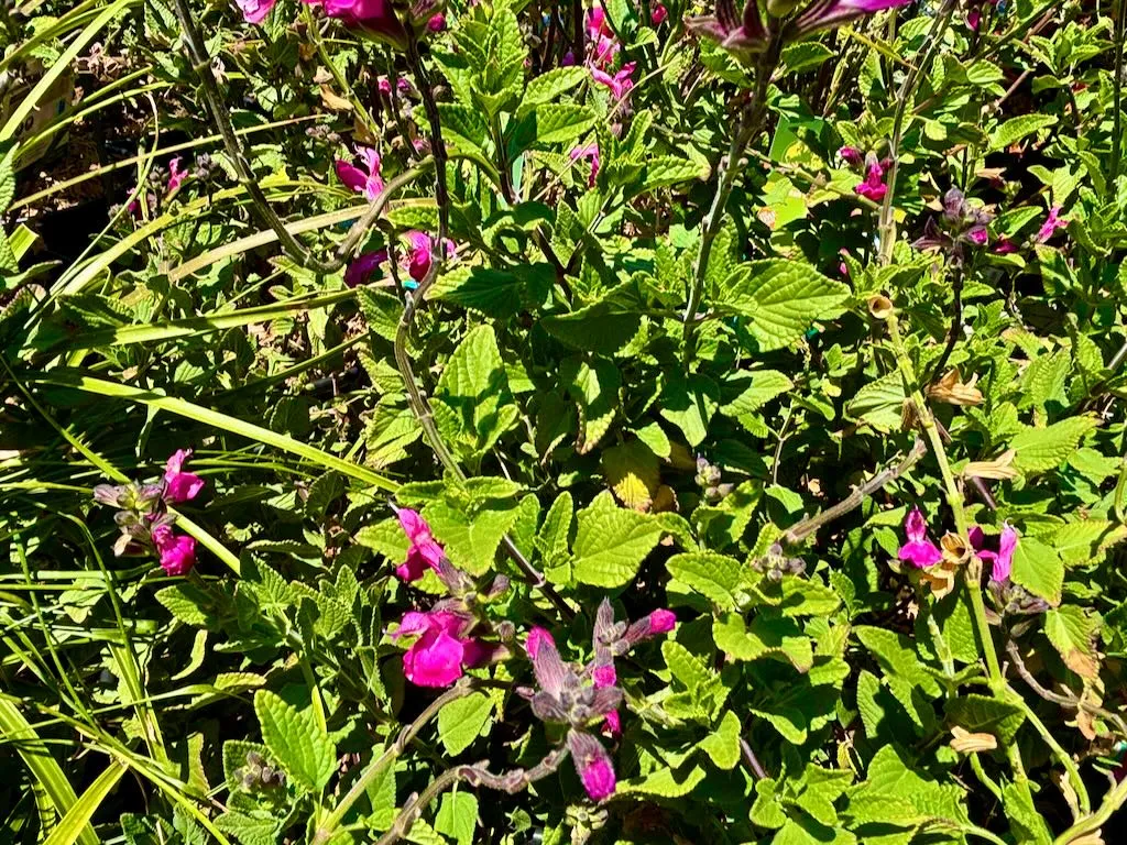 Salvia microphylla ‘Cerro Potosí’