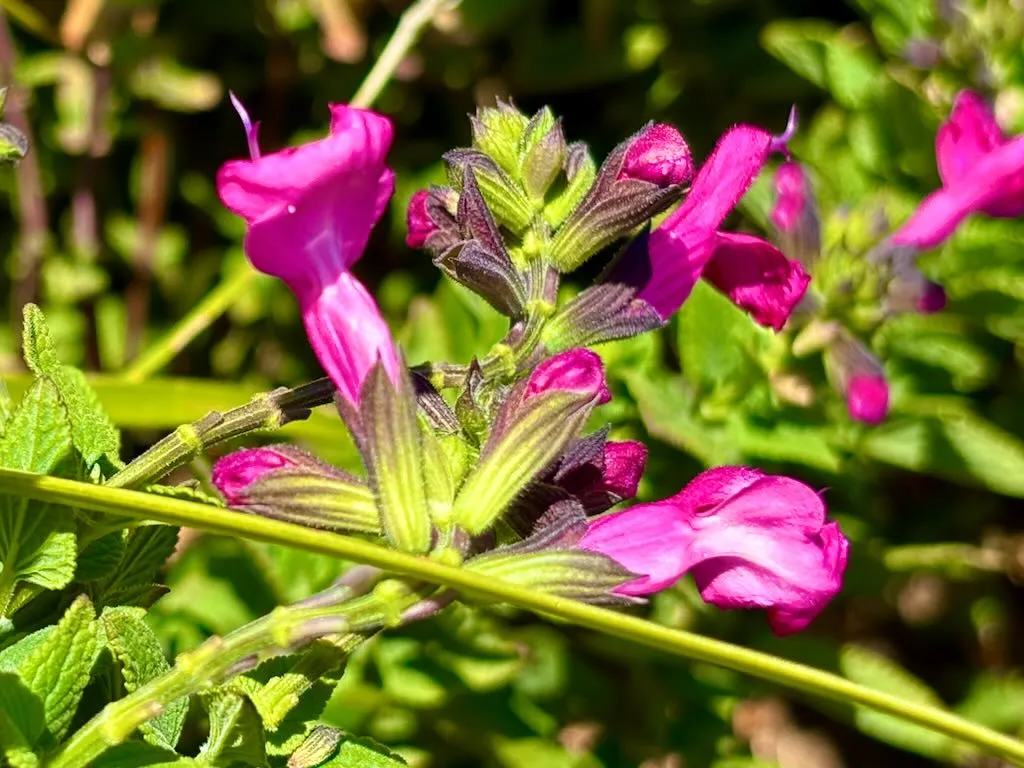Salvia microphylla ‘Cerro Potosí’