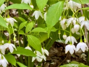 Styrax japonicus