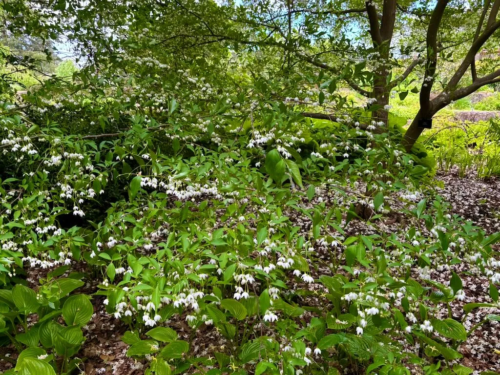 Styrax japonicus_result - Online Flower Garden Styrax japonicus