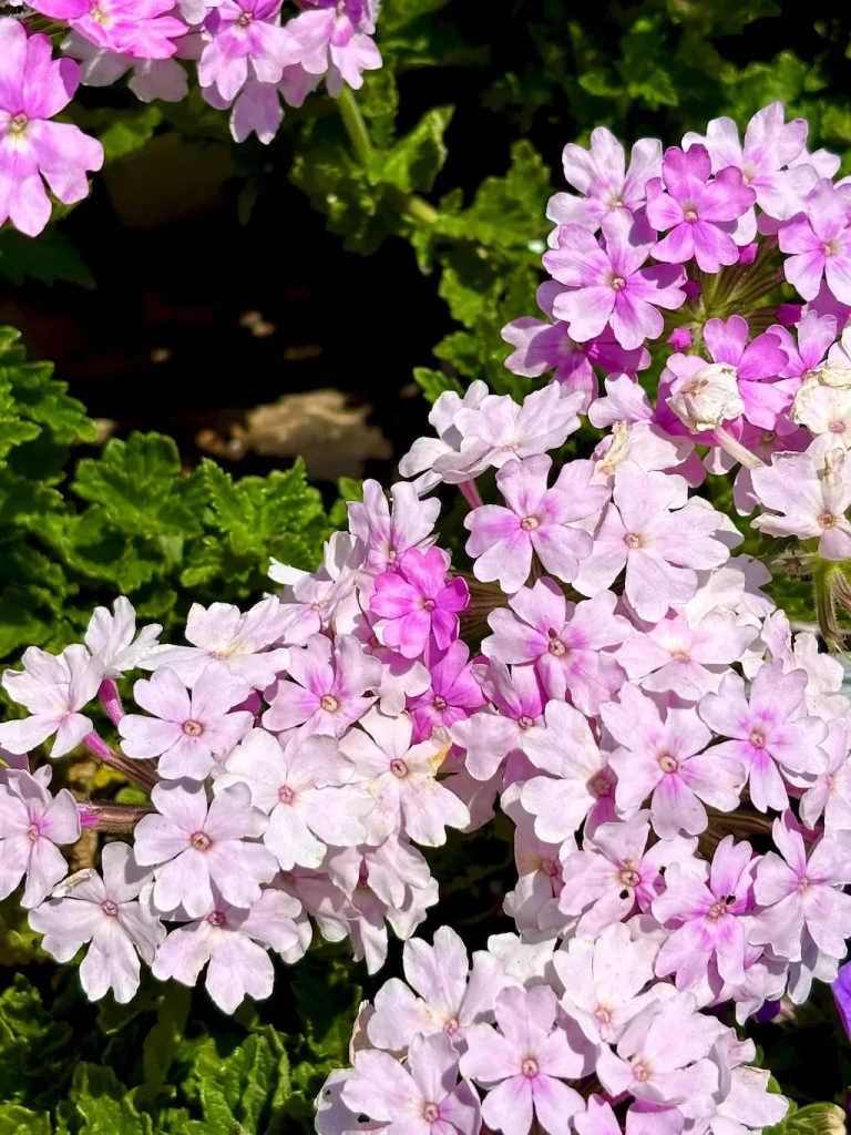 Verbena'Superbena® Pink Cashmere™'