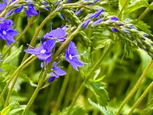 Veronica austriaca ssp. teucrium