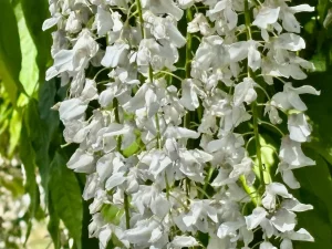 Wisteria floribunda ‘Alba’