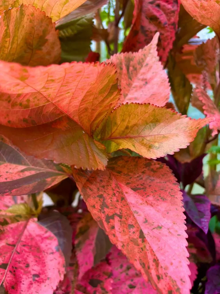 Acalypha wilkesiana ‘Bronze Pink’