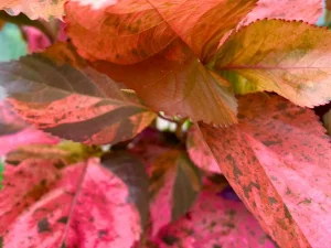 Acalypha wilkesiana ‘Bronze Pink’