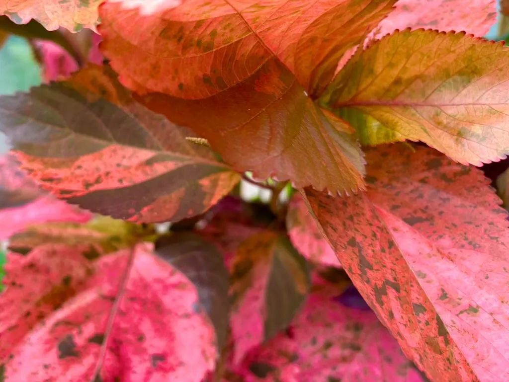 Acalypha wilkesiana ‘Bronze Pink’