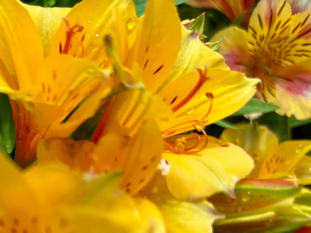 Alstroemeria Colorita Ariane_result - Online Flower Garden Alstroemeria ‘Colorita® Ariane®’