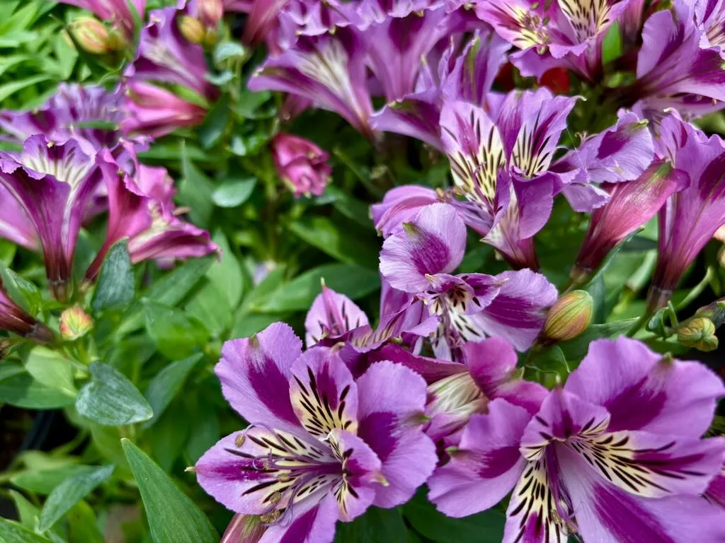 Alstroemeria ‘Colorita® Mulan®’
