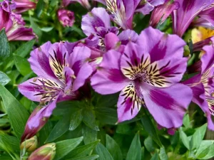 Alstroemeria ‘Colorita® Mulan®’