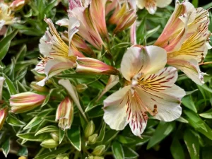 Alstroemeria ‘Colorita® Princess Fabiana®’