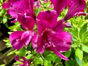 Alstroemeria ‘Inca Batavia®’