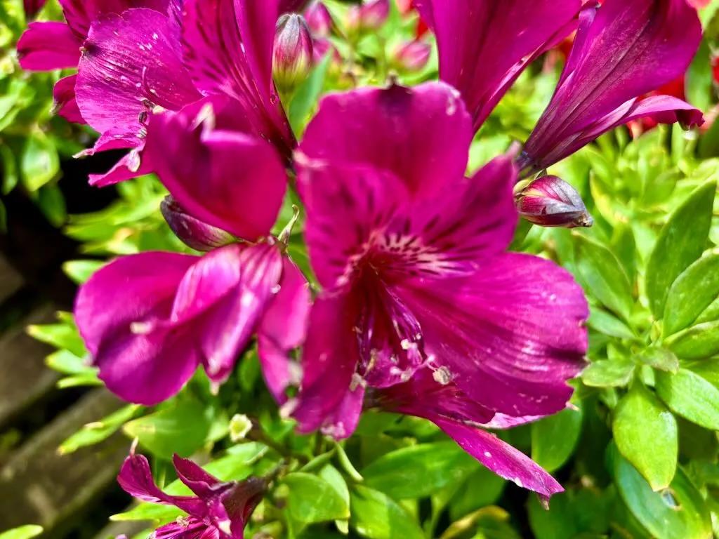 Alstroemeria Inca Batavia-1_result - Online Flower Garden Alstroemeria ‘Inca Batavia®’