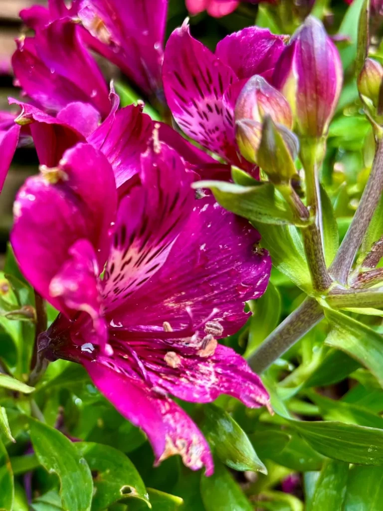 Alstroemeria Inca Batavia_result - Online Flower Garden Alstroemeria ‘Inca Batavia®’