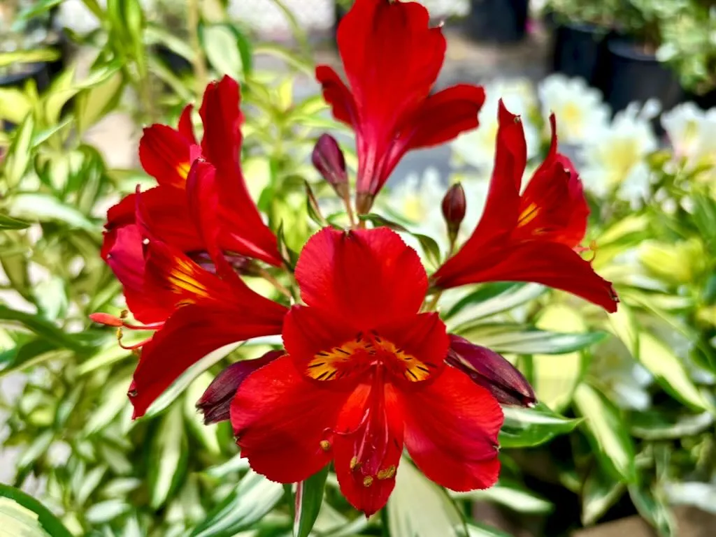 Alstroemeria Rock & Roll-1_result - Online Flower Garden Alstroemeria ‘Rock & Roll®’