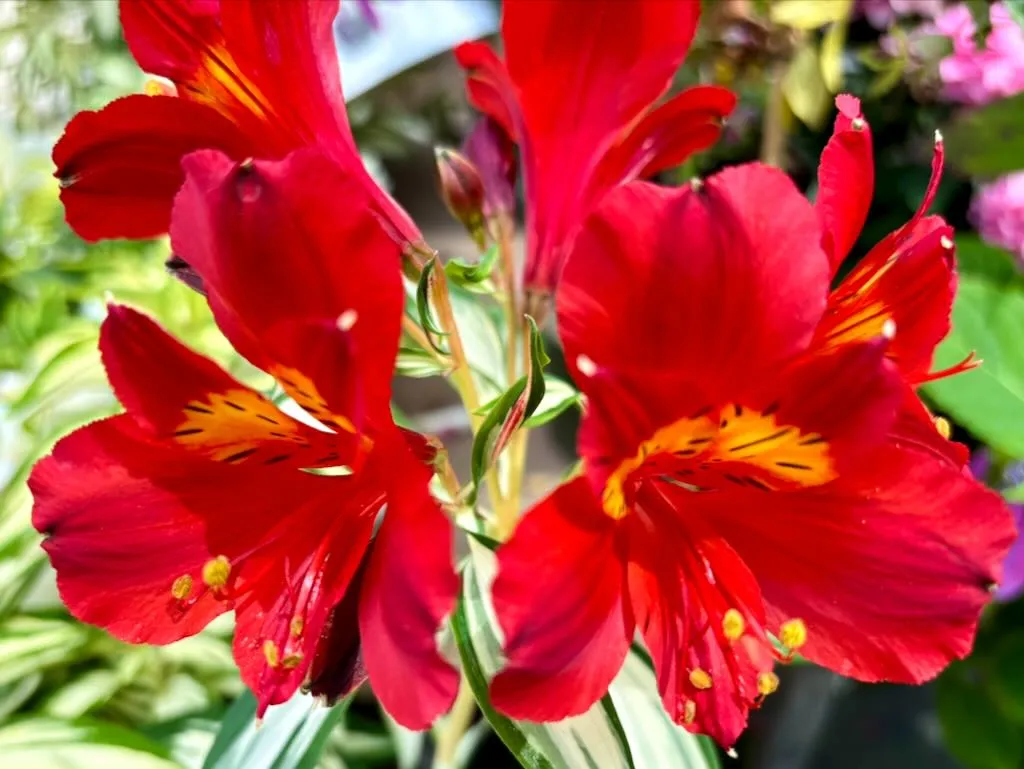Alstroemeria Rock & Roll_result - Online Flower Garden Alstroemeria ‘Rock & Roll®’